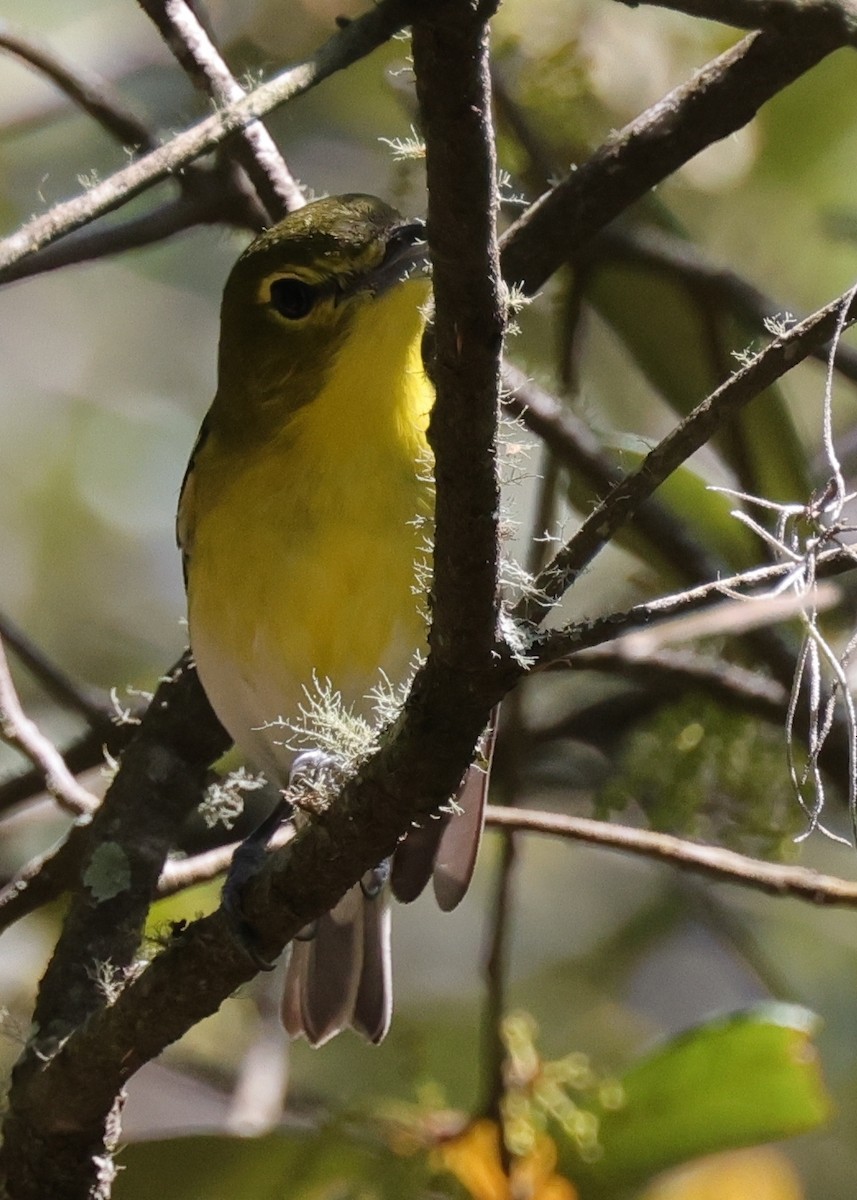 Sarı Gerdanlı Vireo - ML646083877