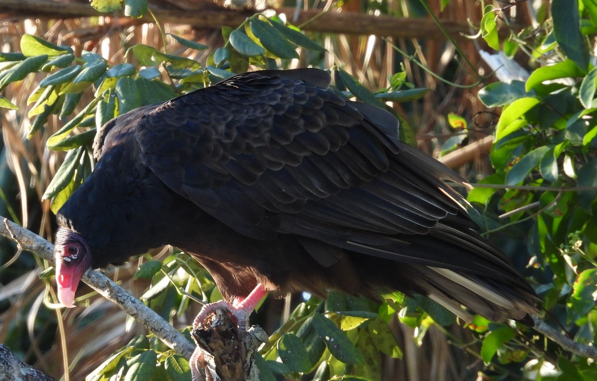 Hindi Akbabası - ML646083878