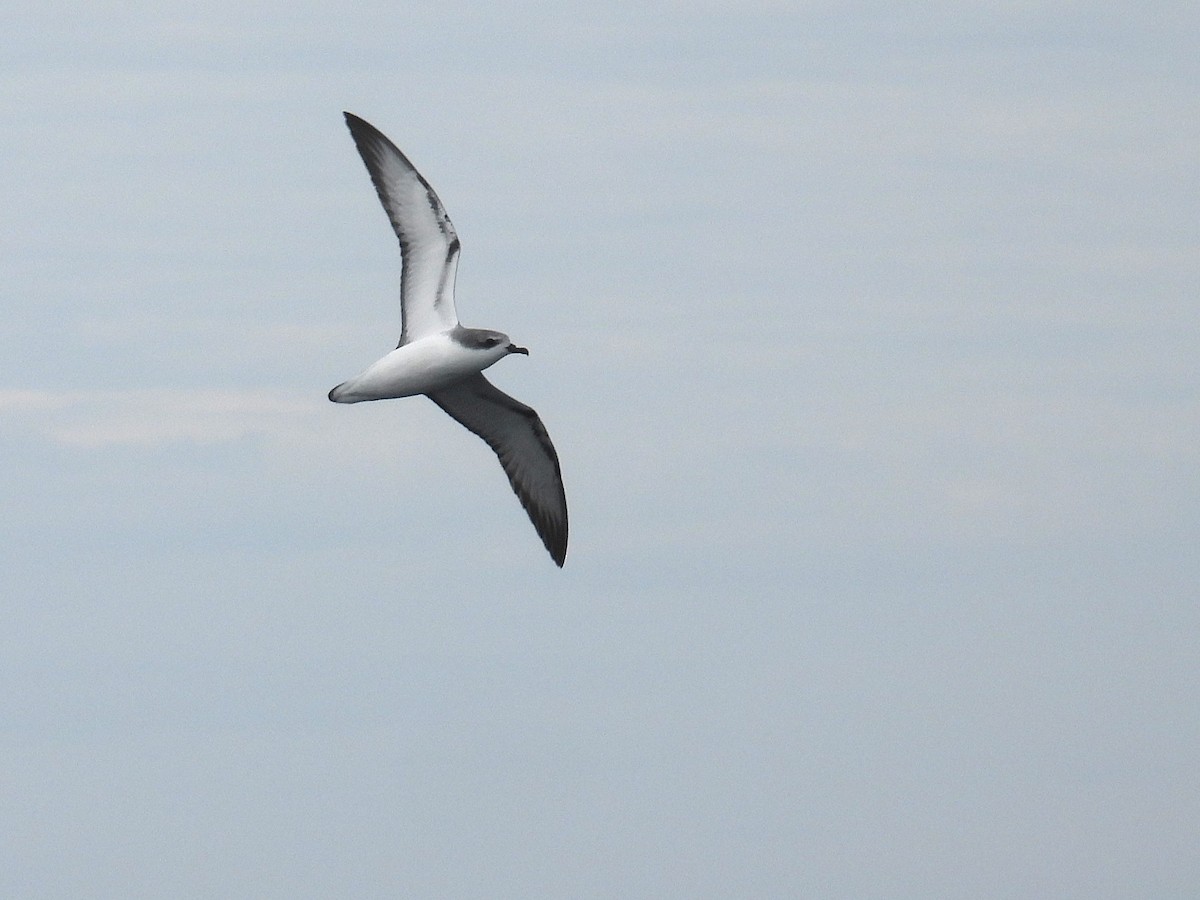 Cook Fırtınakuşu - ML646083880