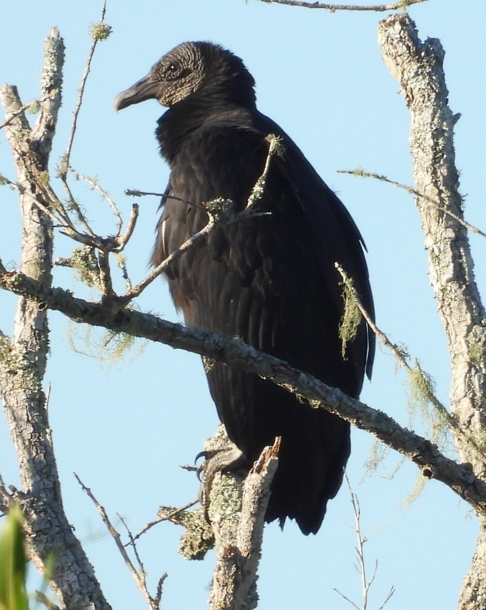 Karga Akbabası - ML646083881