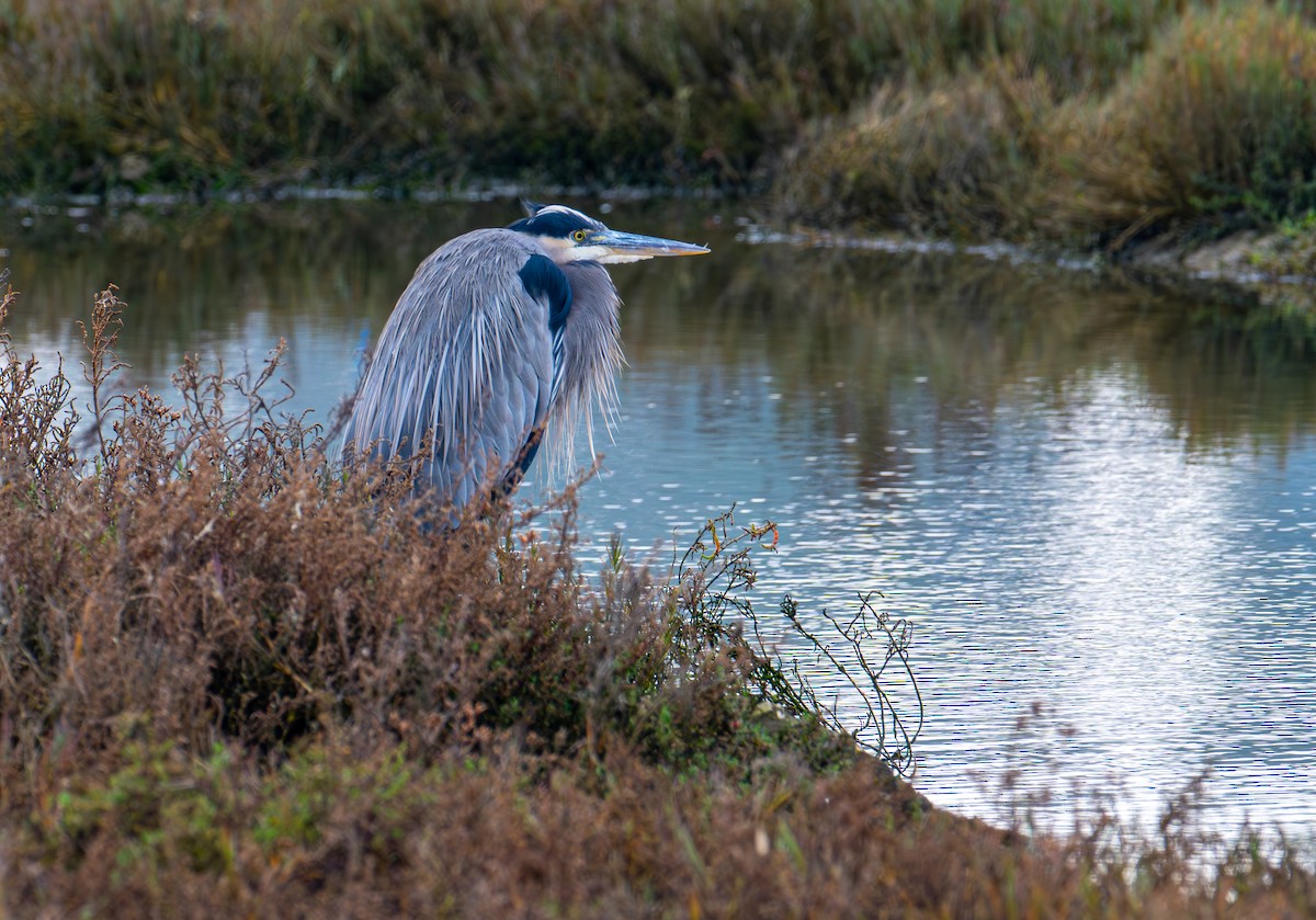 Amerika Gri Balıkçılı - ML646083884