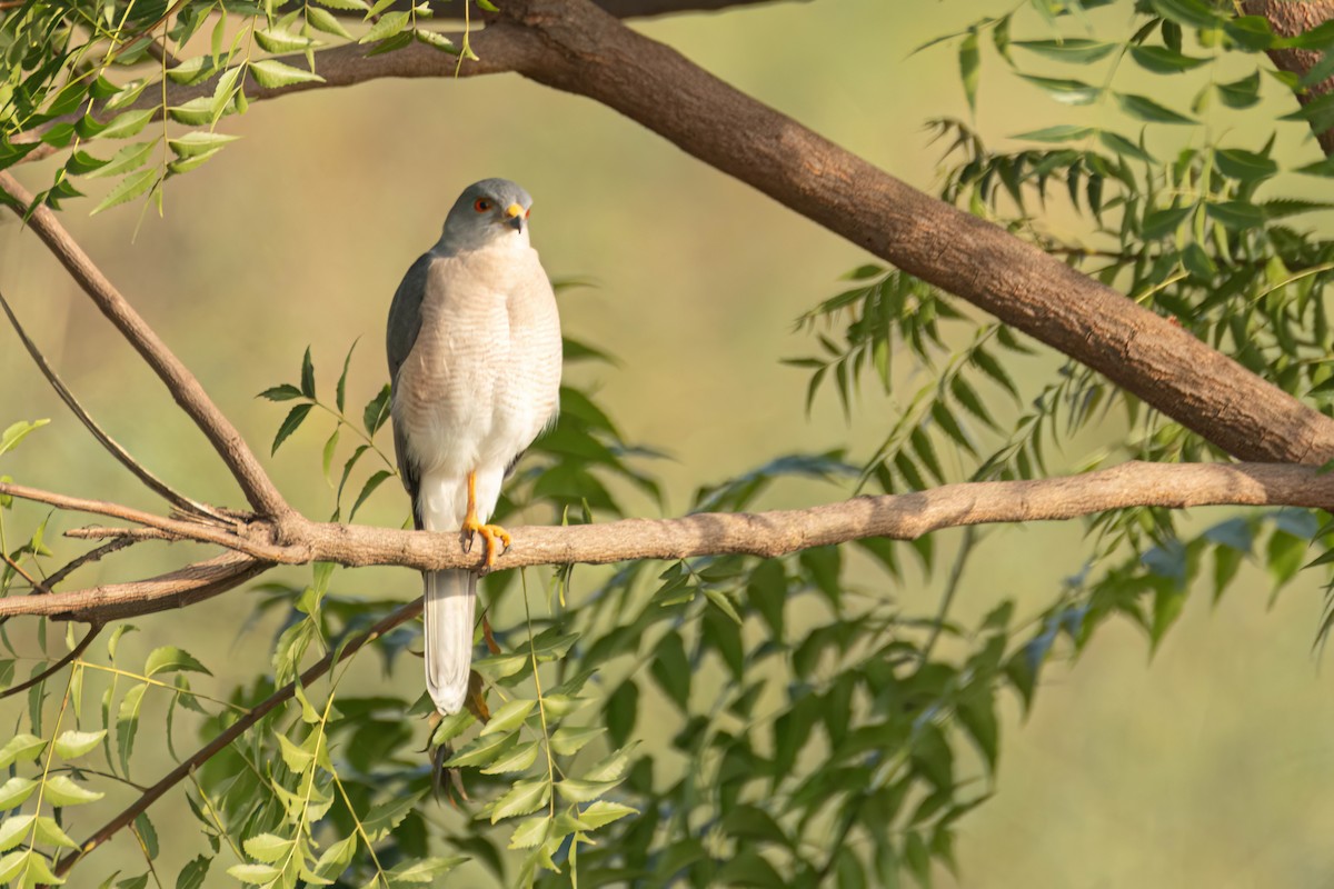 Şikra - ML646083886