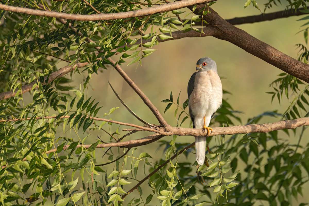 Şikra - ML646083887