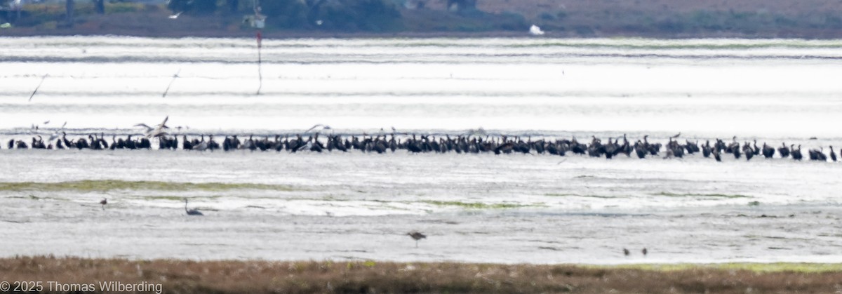 Yosun Kazı - ML646083889