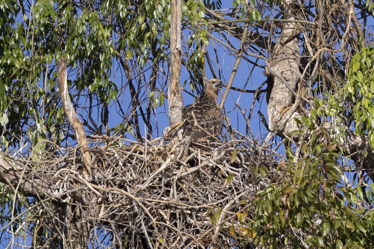 Madagascar Fish-Eagle - ML646083890