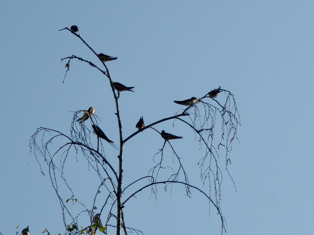 Barn Swallow - ML646083901
