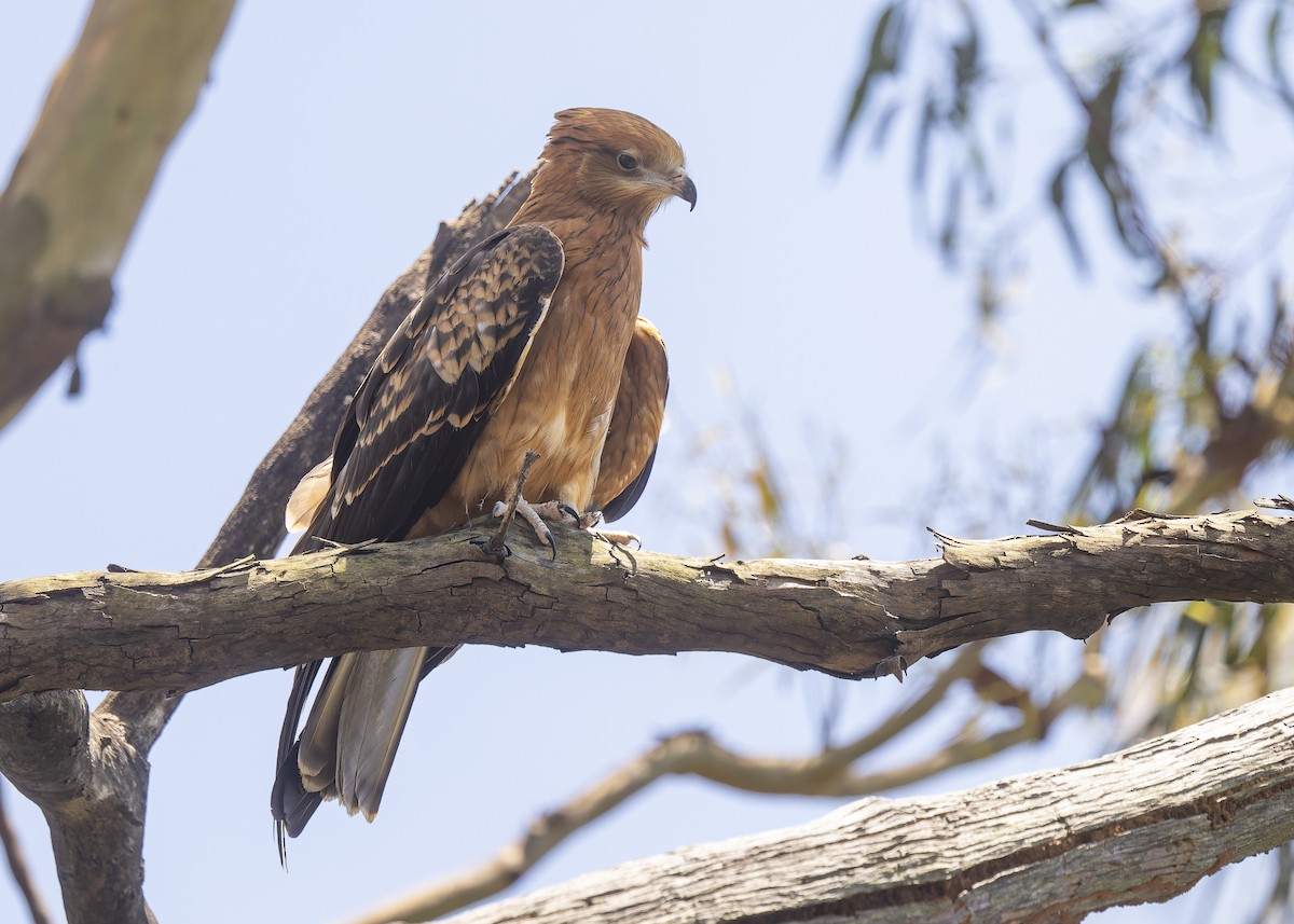 Square-tailed Kite - ML646083908