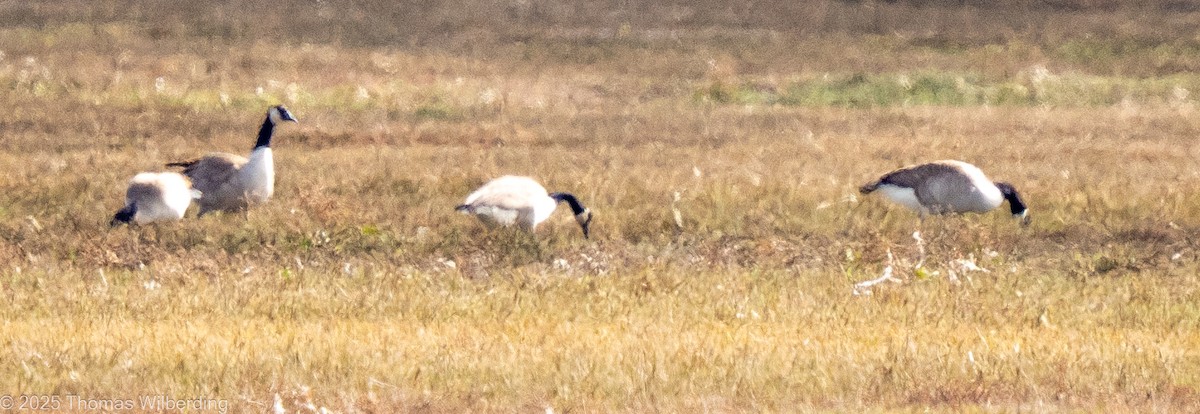 ברנטה קנדית - ML646083915