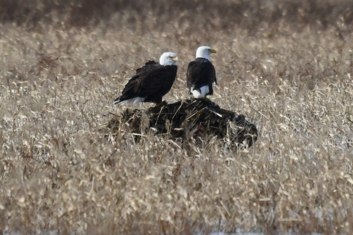 Bald Eagle - ML646083916