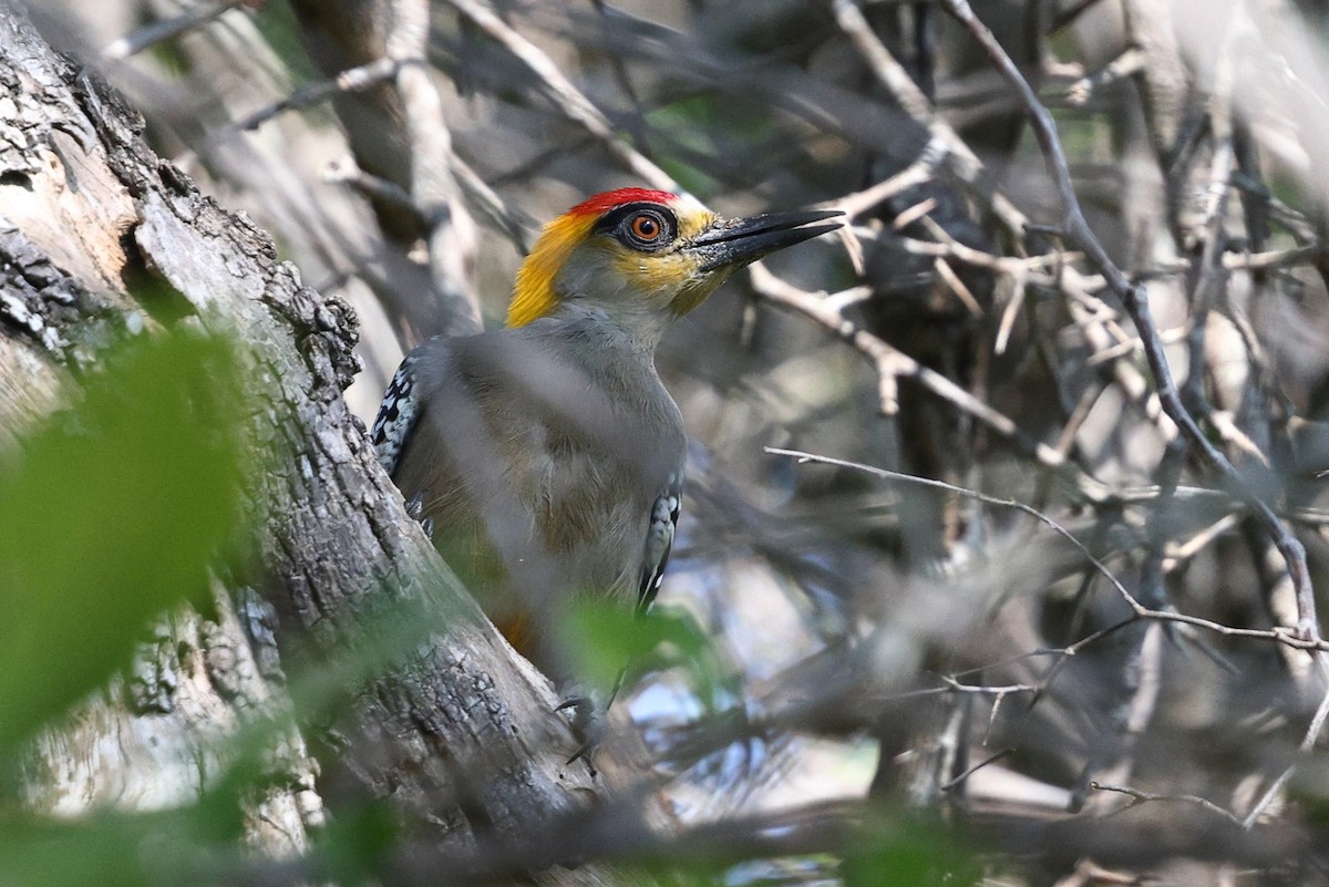 Golden-cheeked Woodpecker - ML646083920