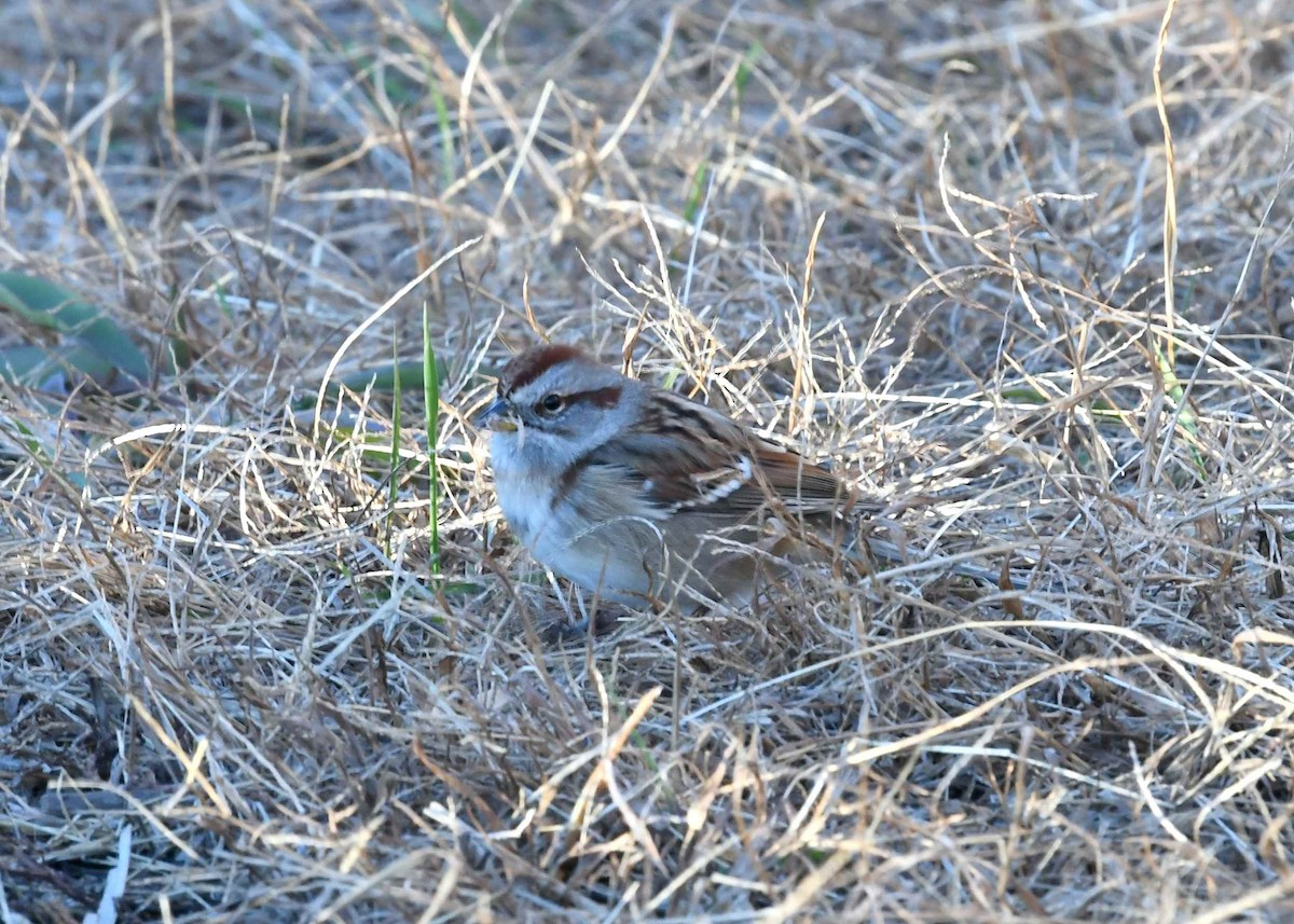 Пасовник північний - ML646083938
