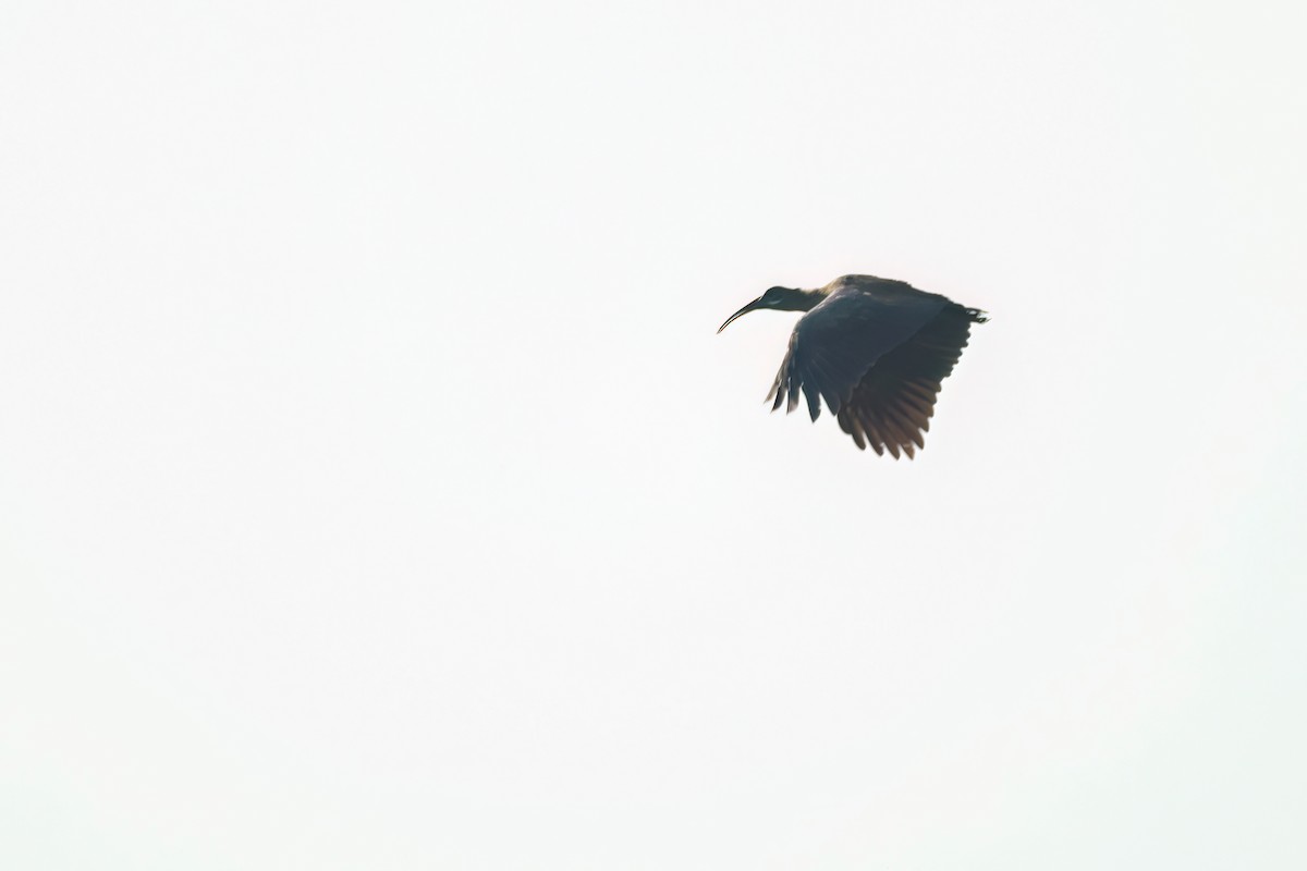 Hadada Ibis - ML646083955