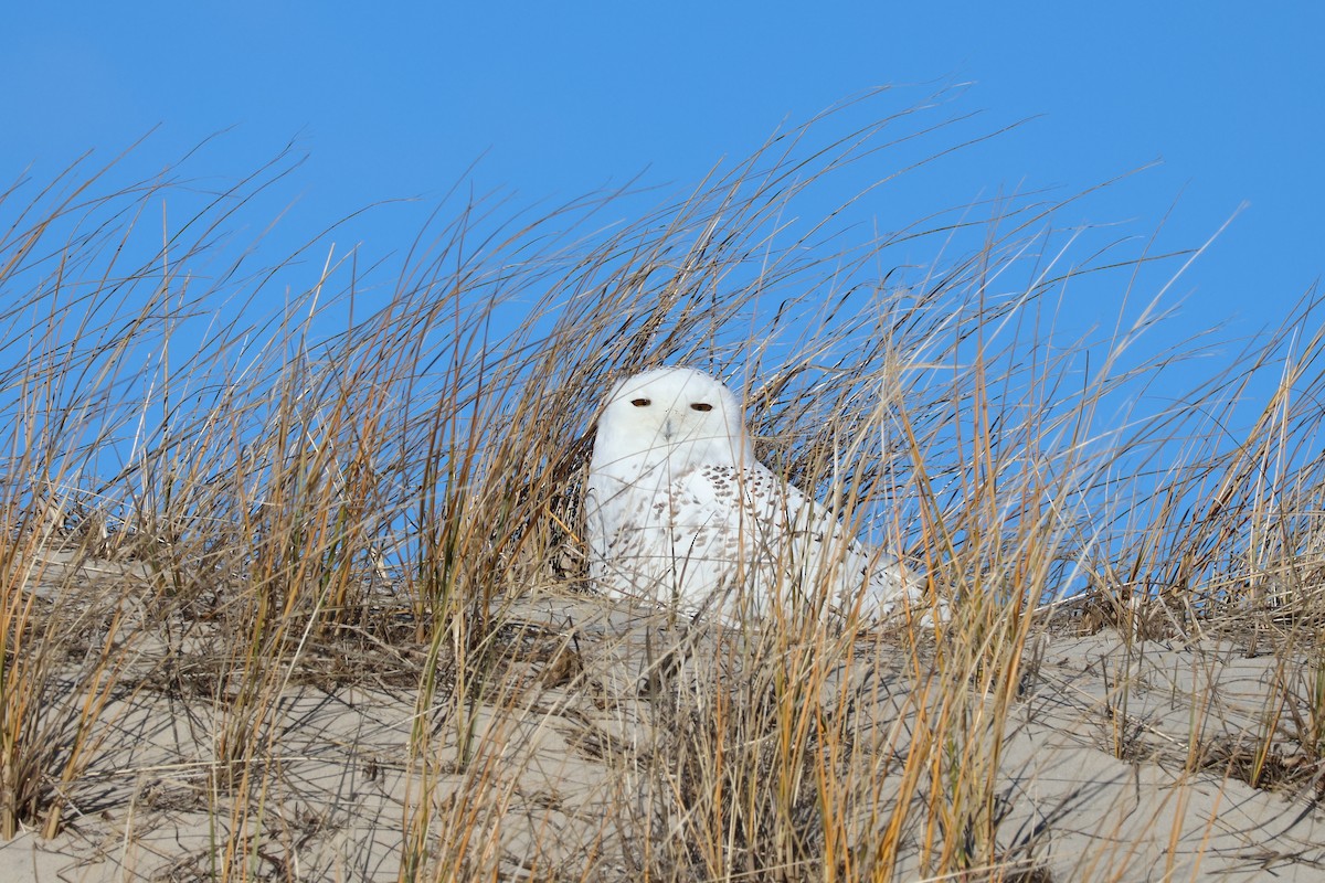 Kar Baykuşu - ML646083956