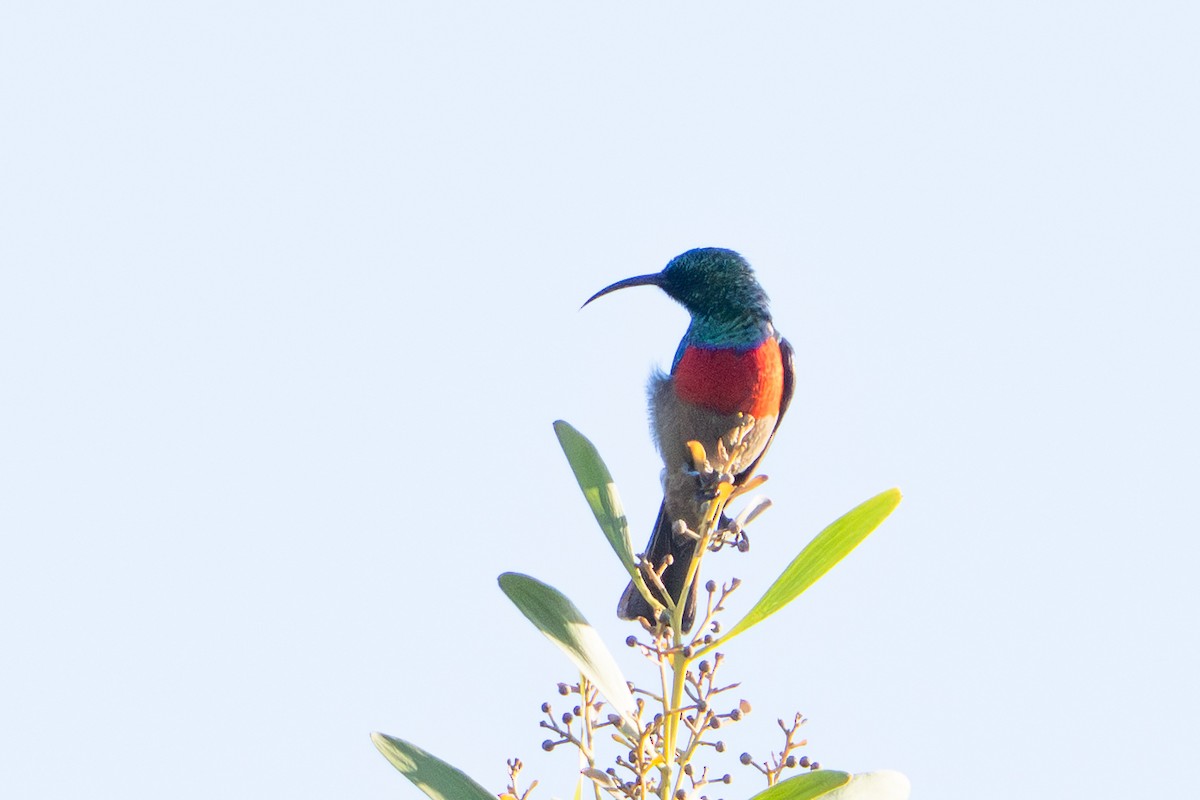 Greater Double-collared Sunbird - ML646083960