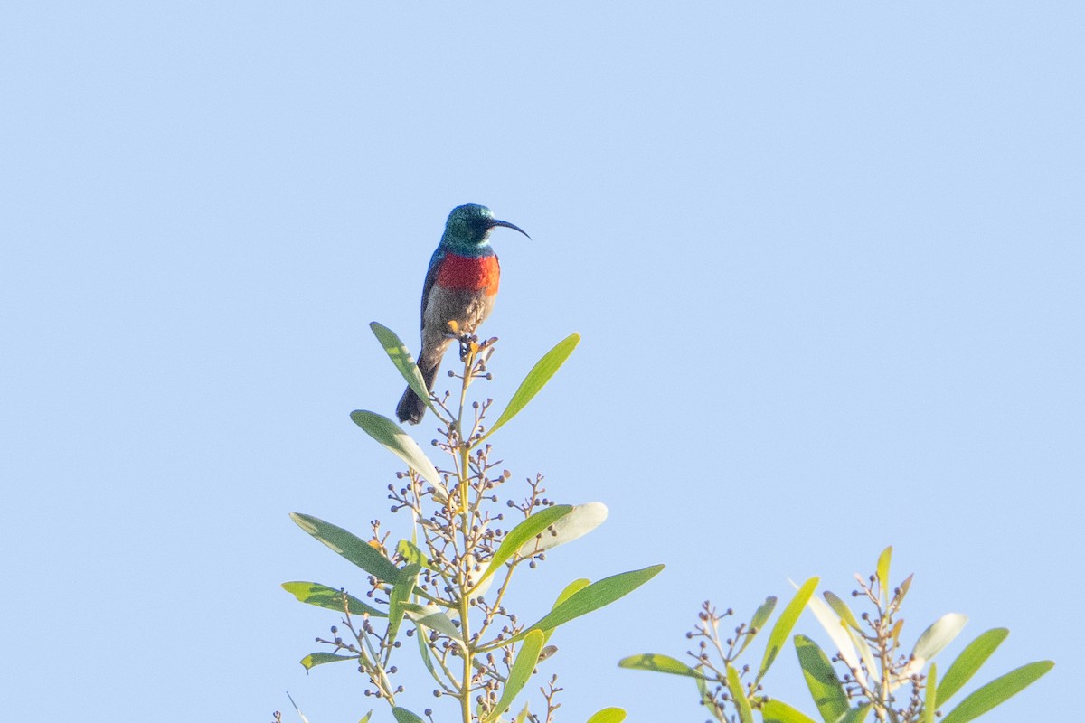 Greater Double-collared Sunbird - ML646083961