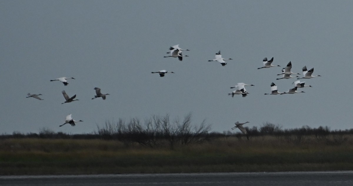 Whooping Crane - ML646083962