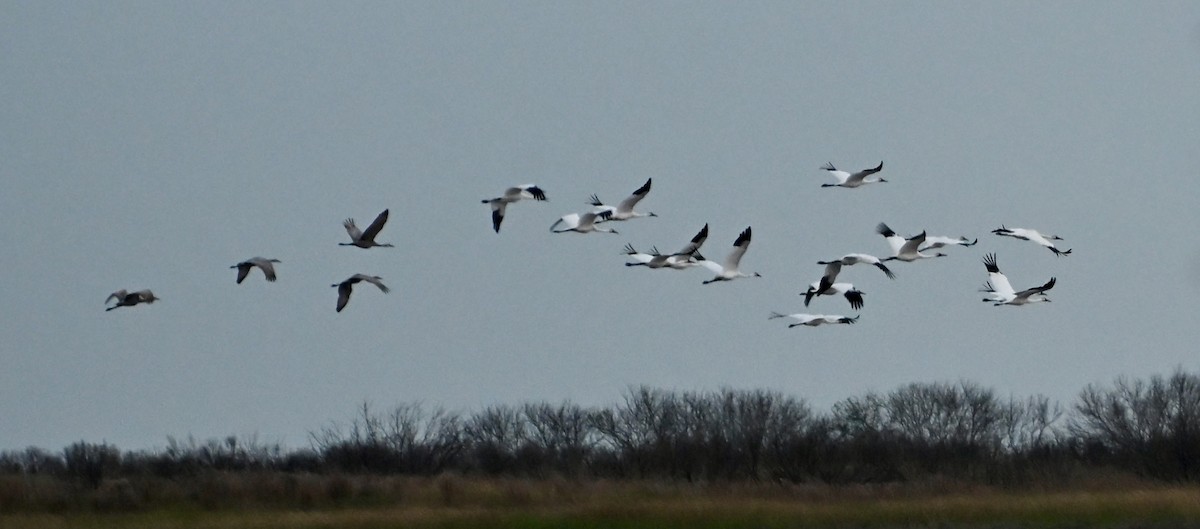 Whooping Crane - ML646083963