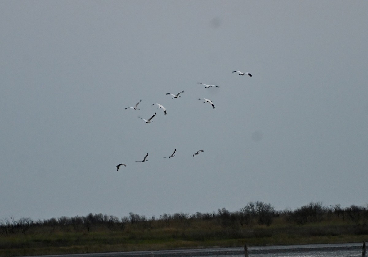 Whooping Crane - ML646083964