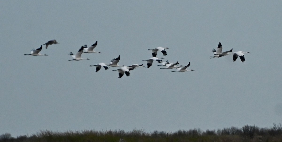 Whooping Crane - ML646083965