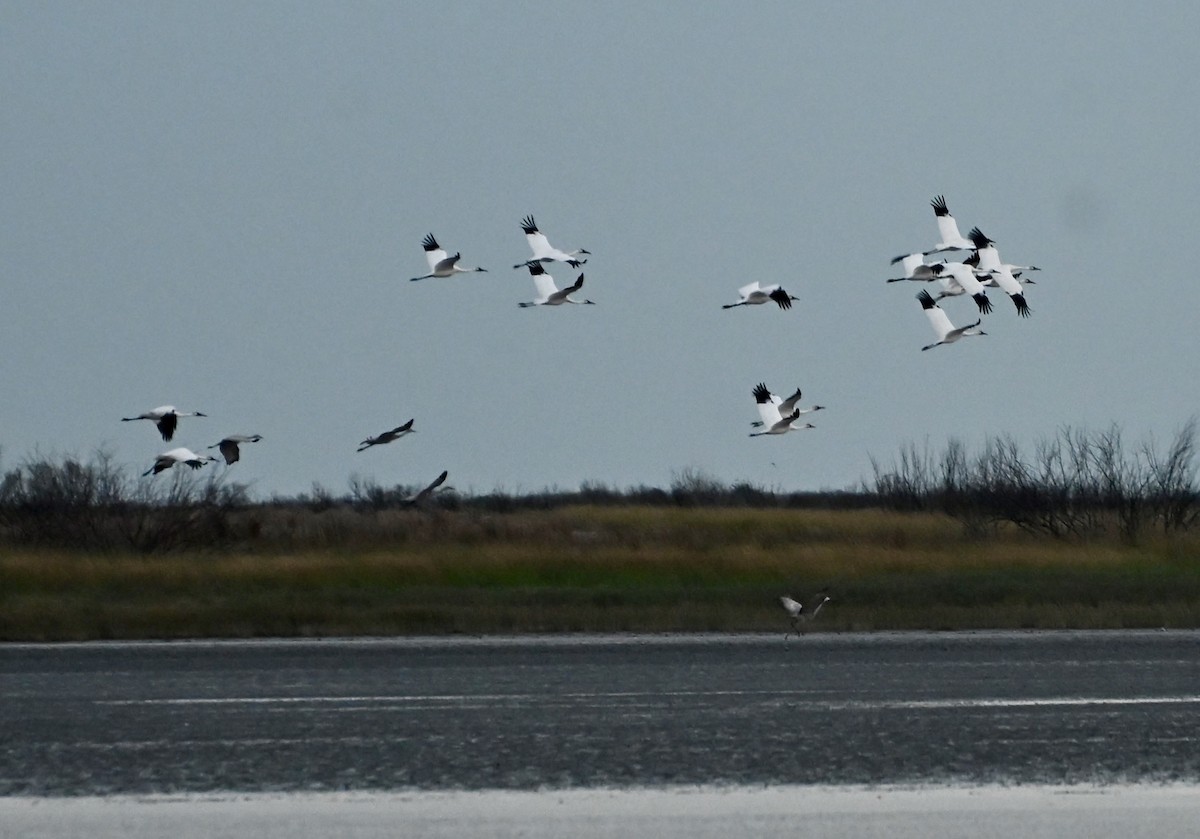 Whooping Crane - ML646083966