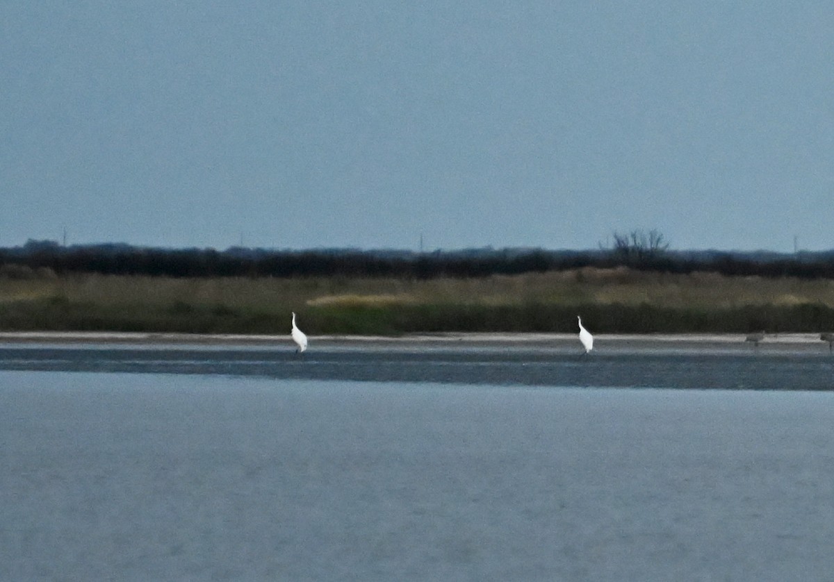 Whooping Crane - ML646083967