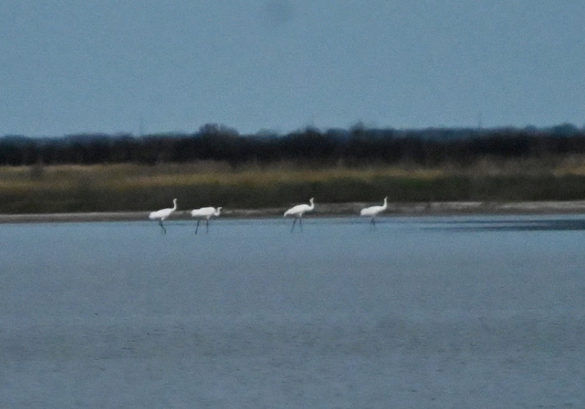Whooping Crane - ML646083968