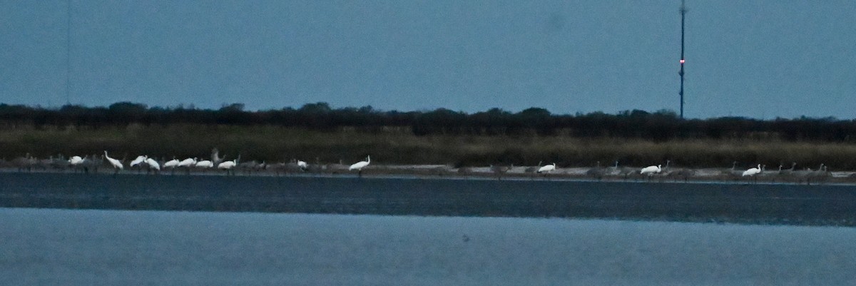 Whooping Crane - ML646083969