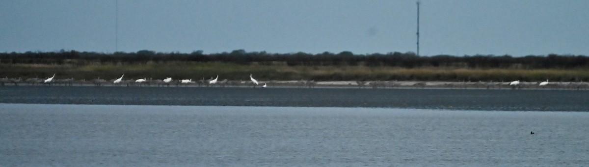 Whooping Crane - ML646083970