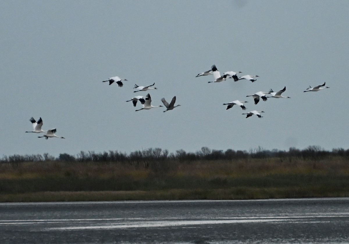 Whooping Crane - ML646083971
