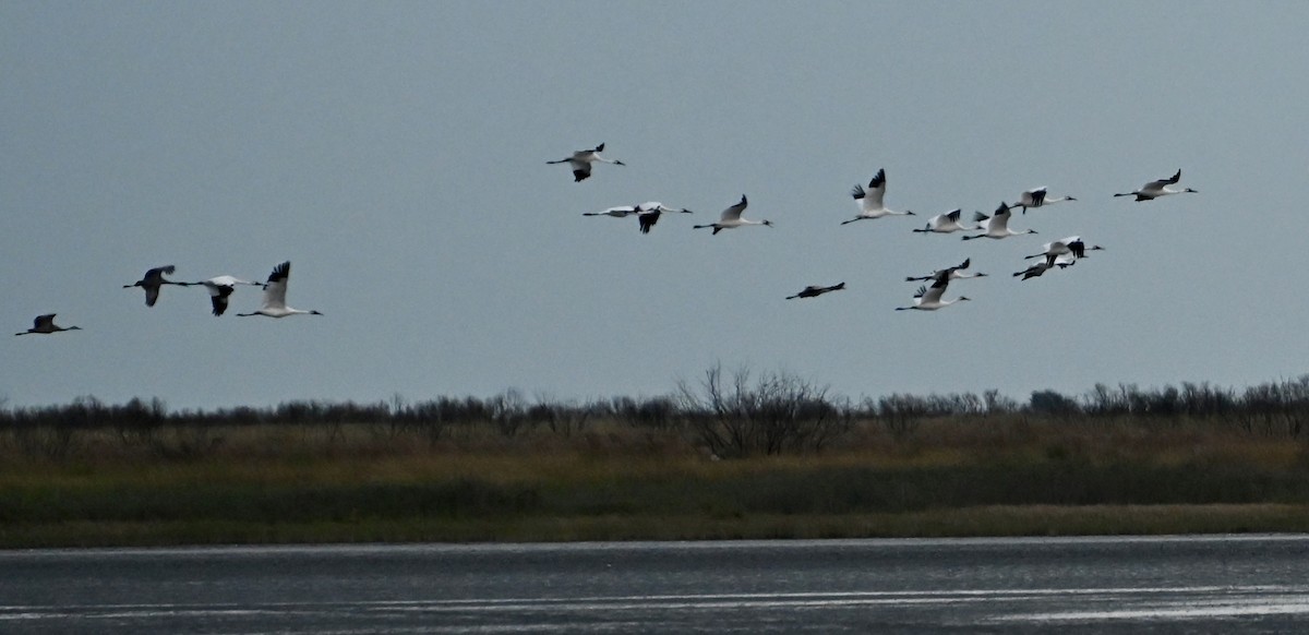 Whooping Crane - ML646083972