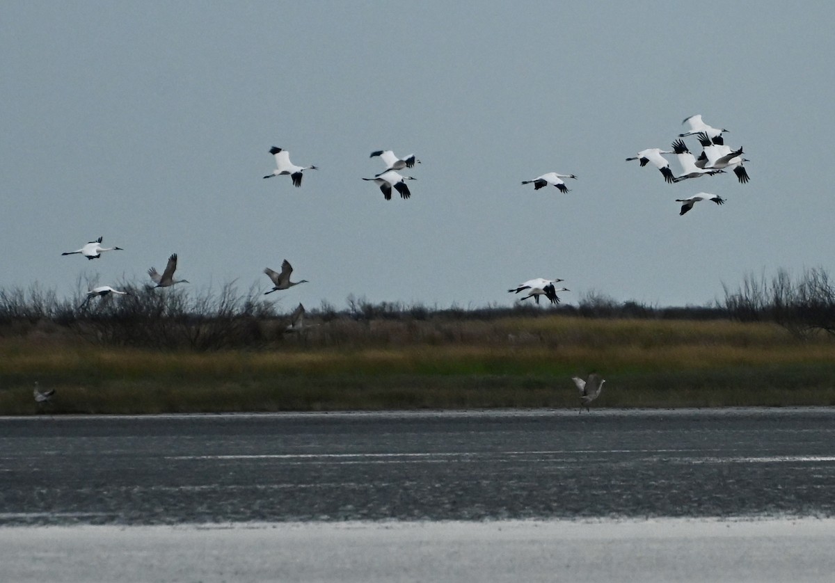 Whooping Crane - ML646083973
