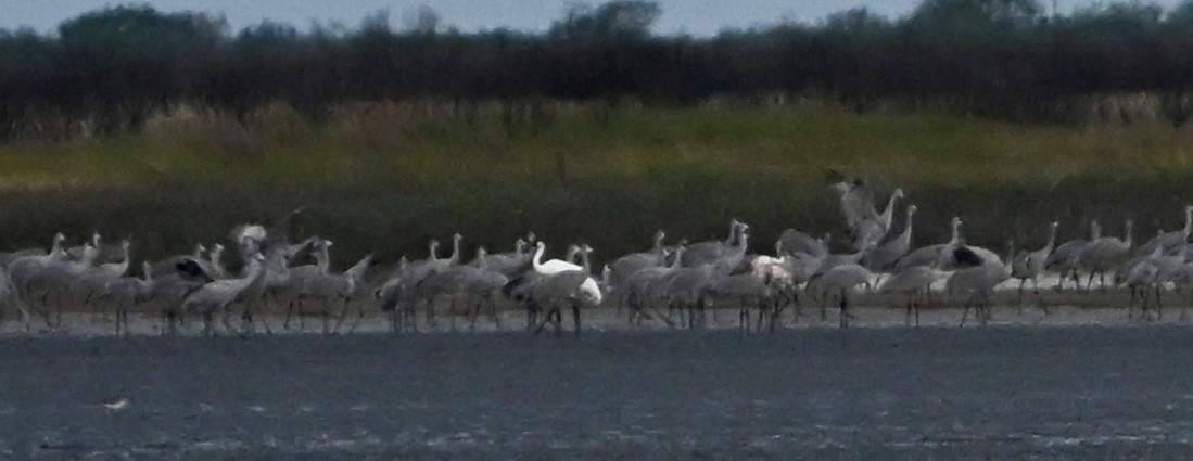 Whooping Crane - ML646083974