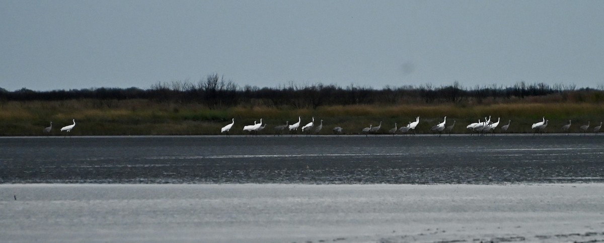 Whooping Crane - ML646083975