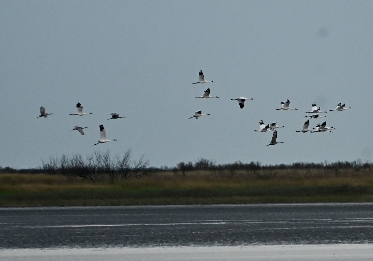 Whooping Crane - ML646083976