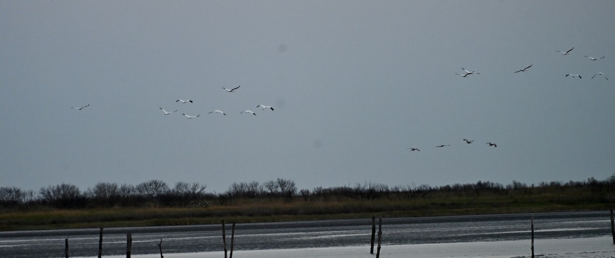 Whooping Crane - ML646083977