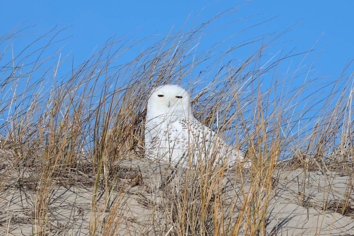 Kar Baykuşu - ML646083988