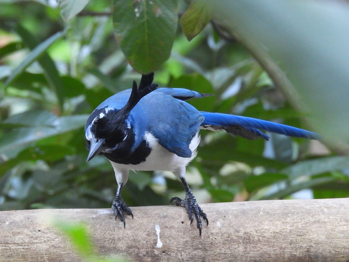 Black-throated Magpie-Jay - ML646083989