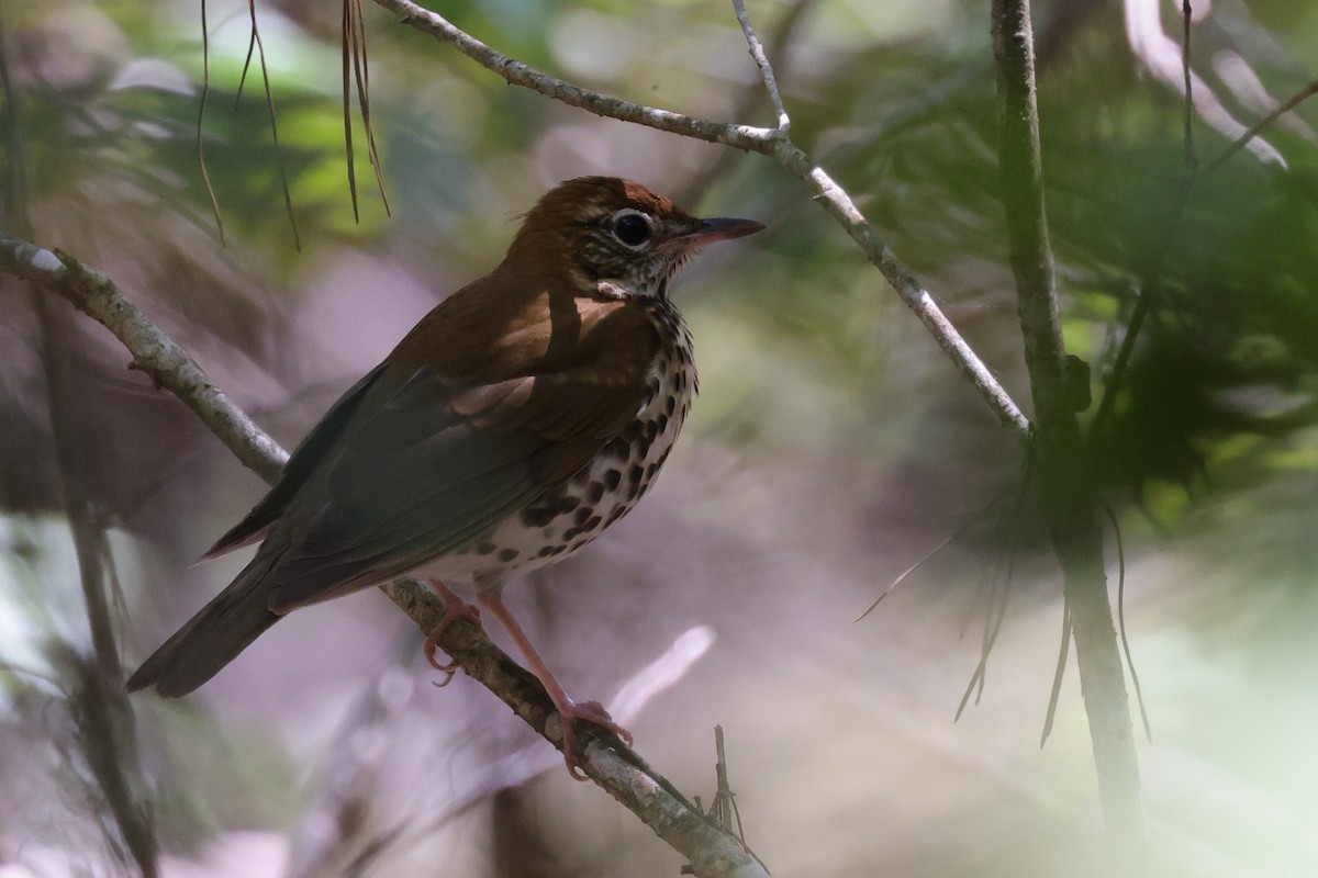 Wood Thrush - ML646083990