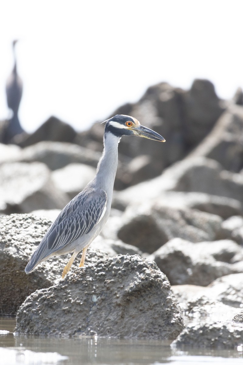 אנפת לילה צהובת-כיפה - ML646083993