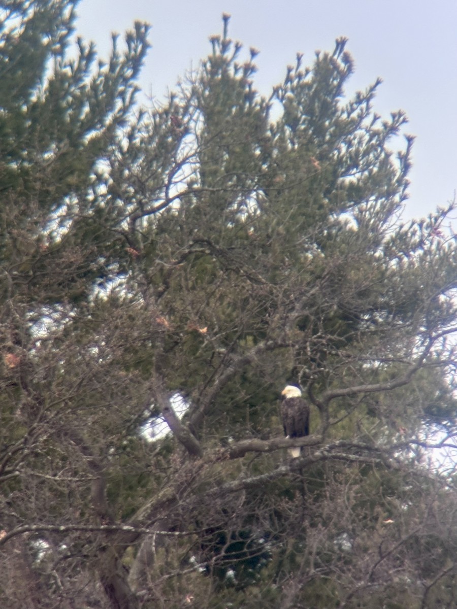 Bald Eagle - ML646083996