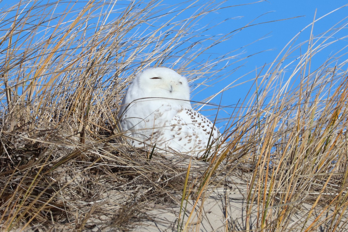 Kar Baykuşu - ML646083997