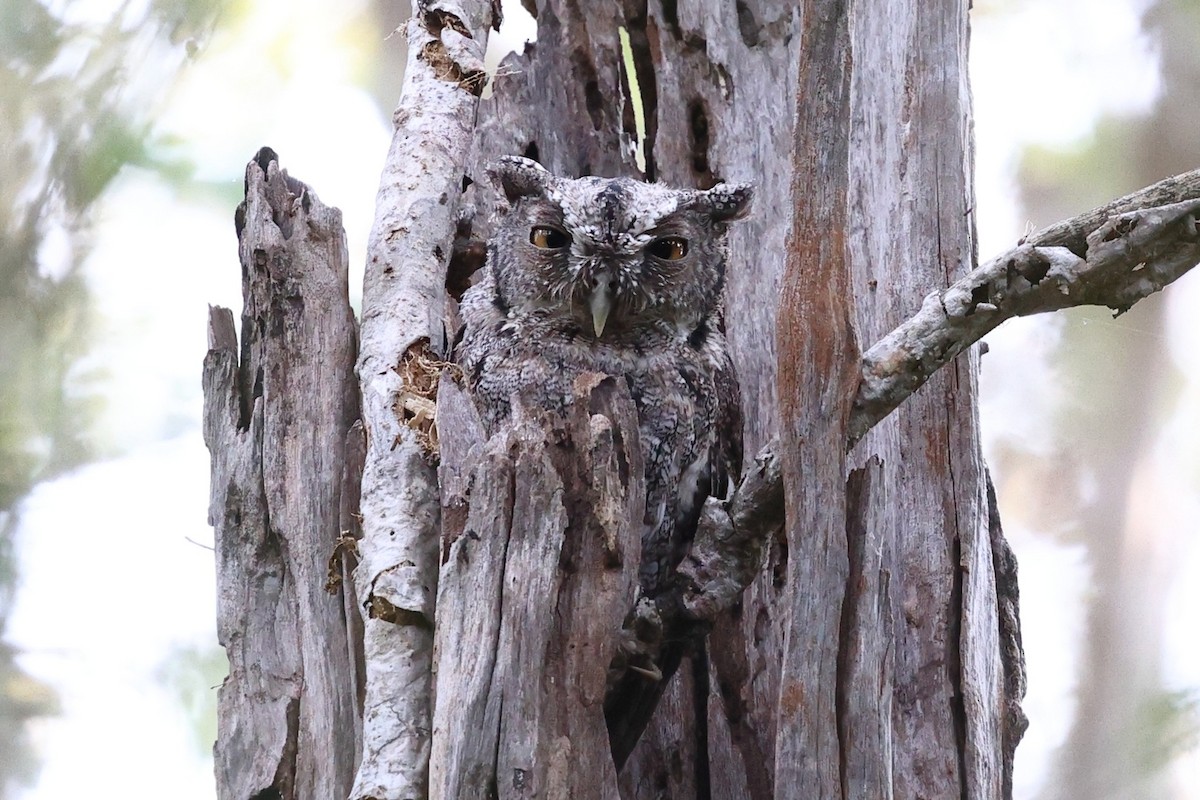 výreček pacifický (ssp. lambi) - ML646084001