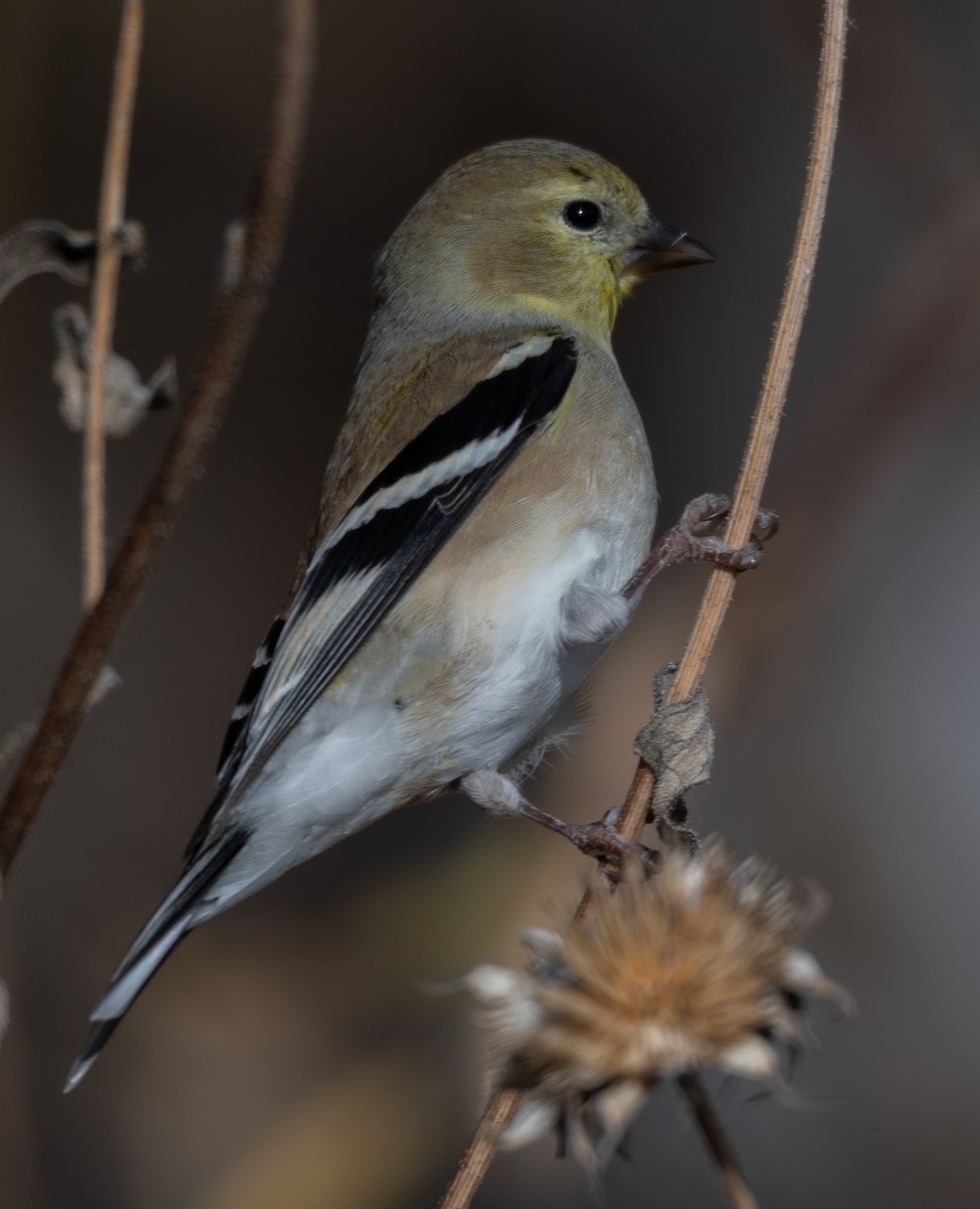 American Goldfinch - ML646084003