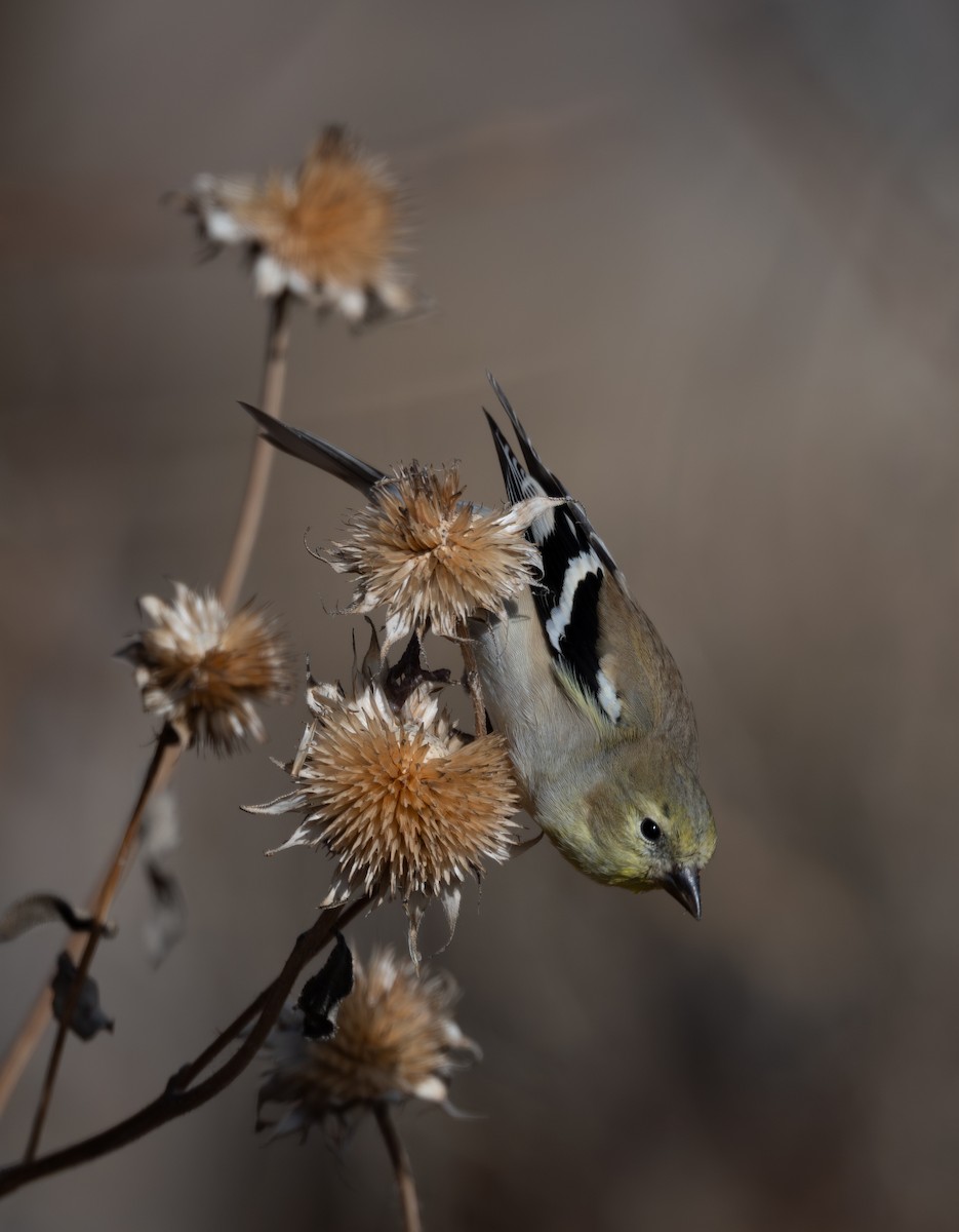 American Goldfinch - ML646084004