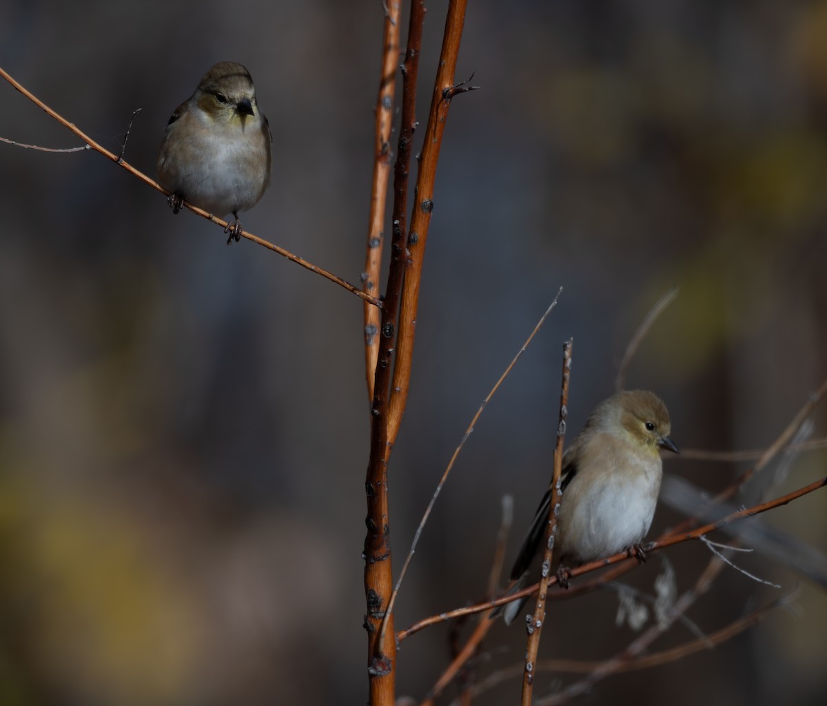 American Goldfinch - ML646084005