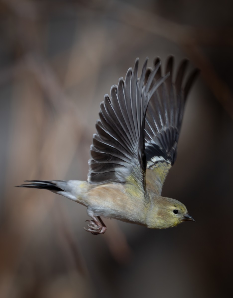 American Goldfinch - ML646084006