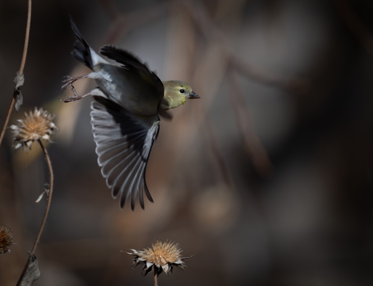 American Goldfinch - ML646084007