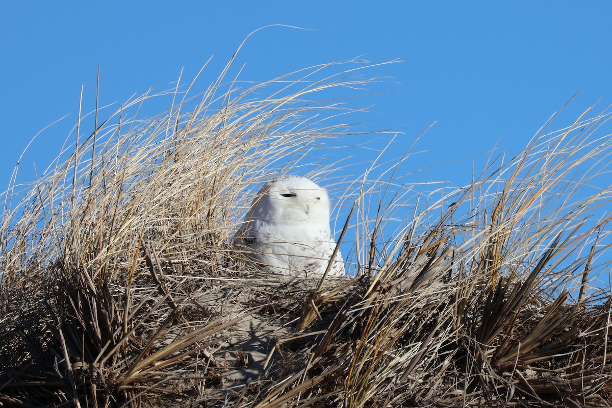Kar Baykuşu - ML646084009