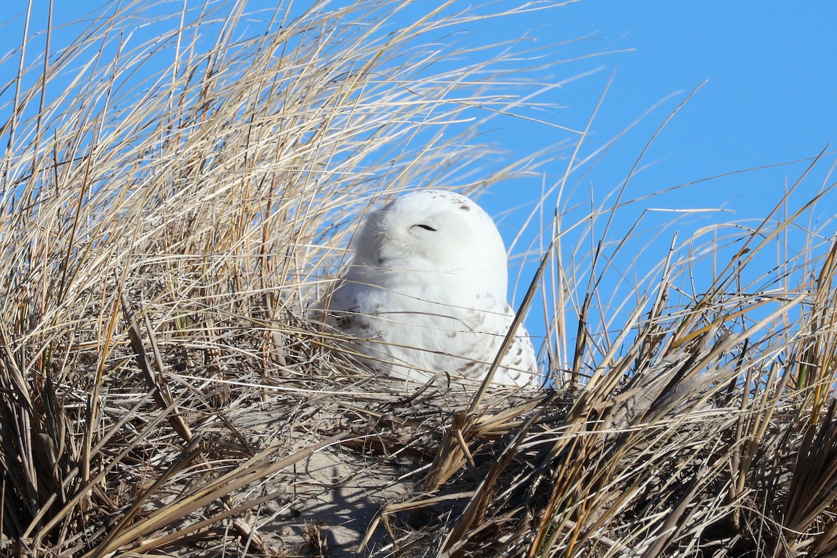 Kar Baykuşu - ML646084012