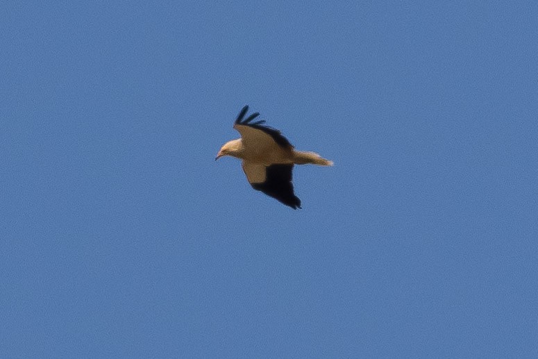 Egyptian Vulture - ML646084014
